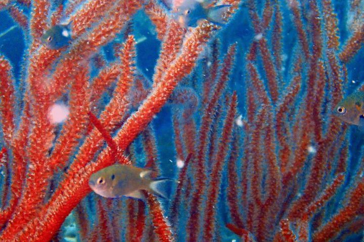 Dive trip at Koh Kood, 2 dives incl. visit waterfall (Start at Koh Mak)  image