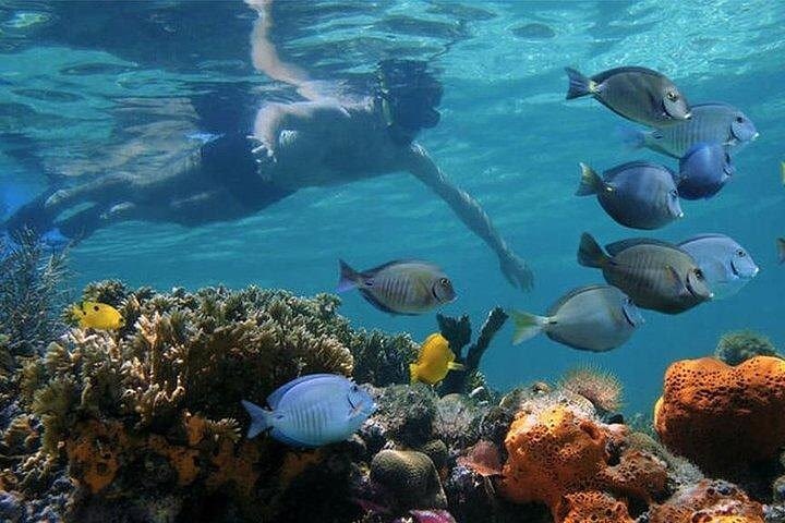 Full-day Dhow Cruise to Mnemba Island reef for Snorkeling with Lunch image