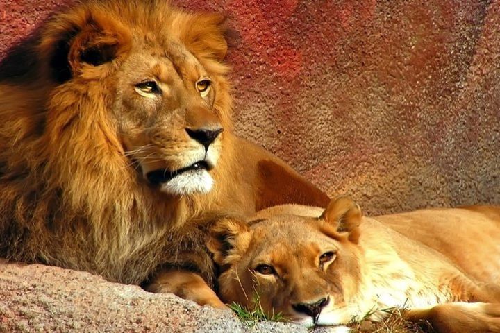 3 Day Safari Natal Lion Park, Tala Game Reserv & Phezulu Cultural Village fr Dbn image