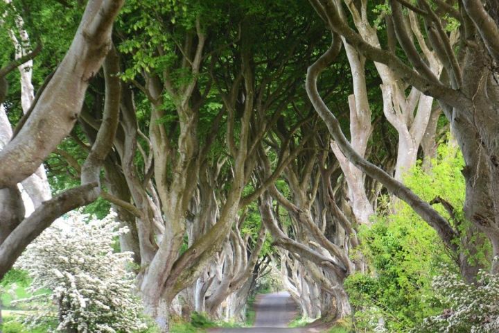 Afternoon Giant's Causeway Tour from Belfast image