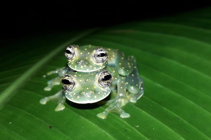 2 hour night hike tour-Amazing nocturnal creatures in Drake Bay image