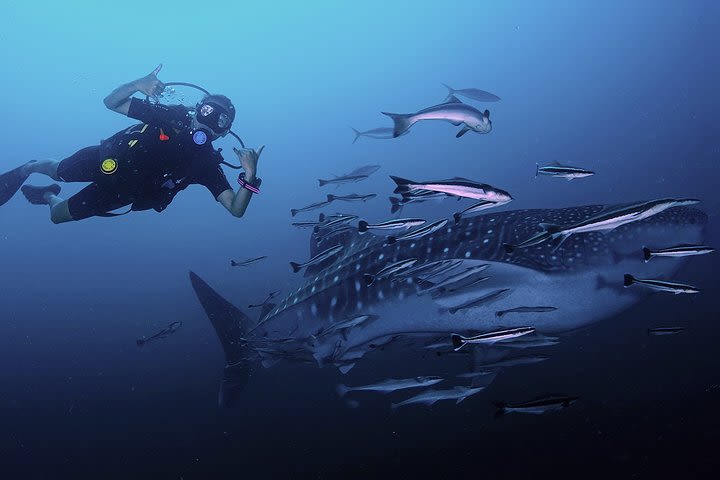 Scuba Dive in Koh Lanta, Thailand image