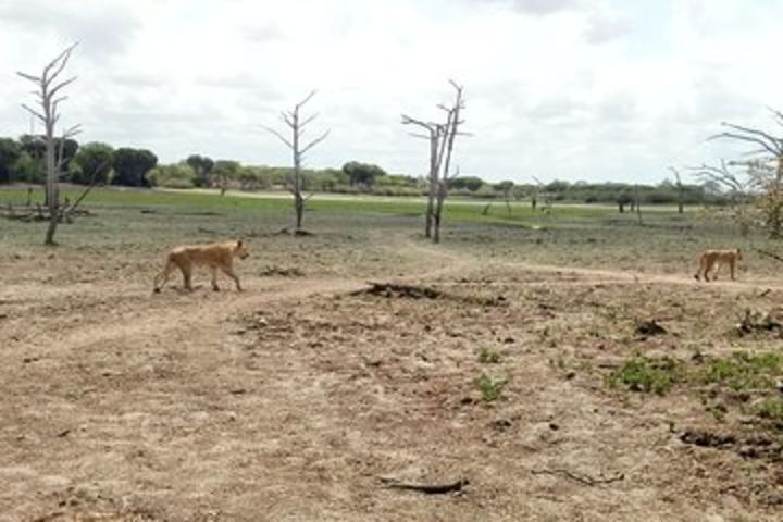 4 Days Safari to Nyerere NP (Selous GR) - Camping in the heart of the Park image