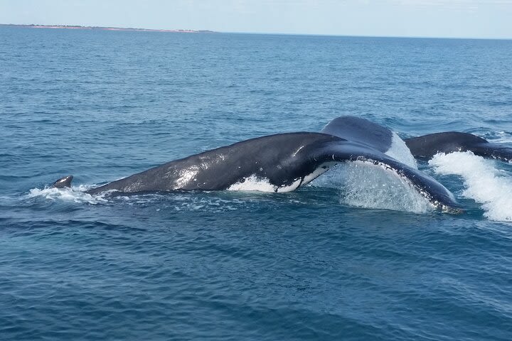 AOC Whale Watching from Broome  image