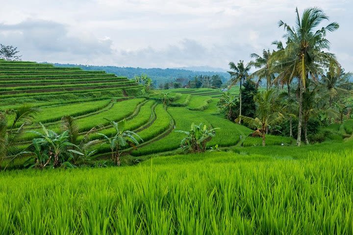 Jatiluwih Rice Terrace Bali Full Day Tour image