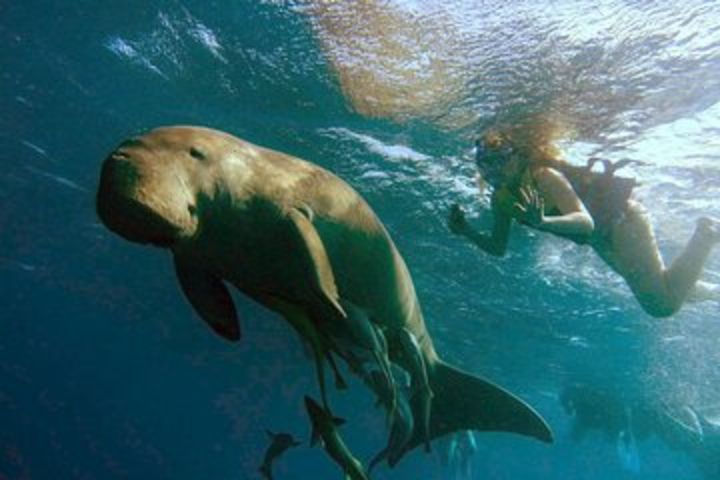 Marsa Mubarak snorkeling with dugong and turtles image