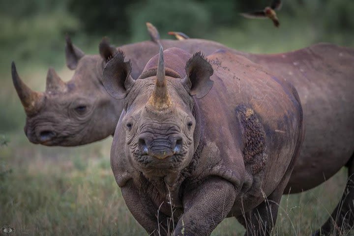 iSimangaliso Wetland Park, Full Day Tour image