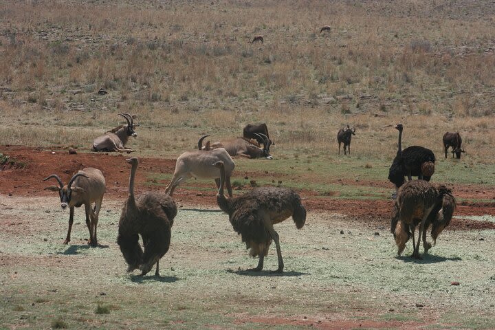 Rhino and Lion Park Guided Tour from Johannesburg image