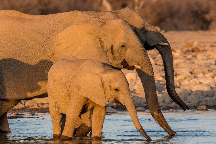 6 Days/ 5 Nights Etosha and Sossusvlei Experience - Self-drive  image