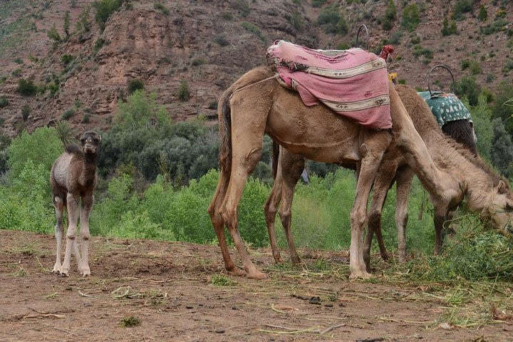 Ourika valley day trip with sunset camel ride image