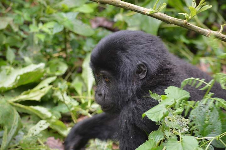 5 days Primates habituation Experience Uganda ( minimum 2 persons ) image