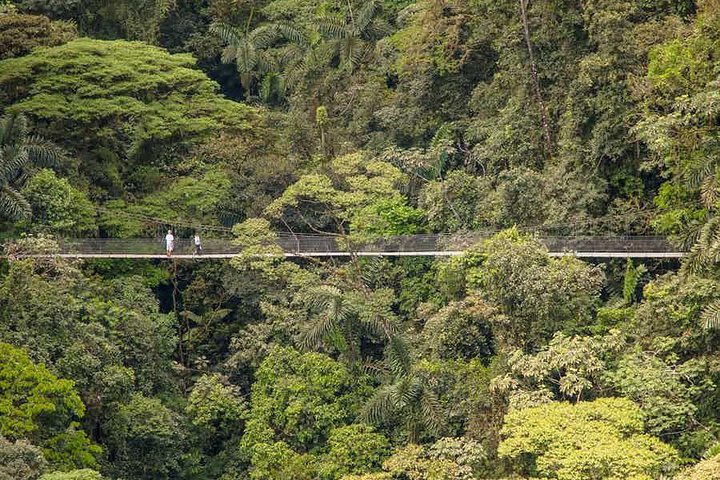 Private Hanging Bridges Nature History Walk Tour image