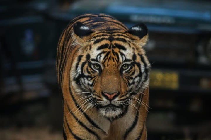 Exclusive Ranthambore Tiger Safari  image