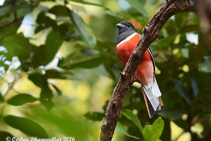 Bird watching at Bondla Wildlife Sanctuary image