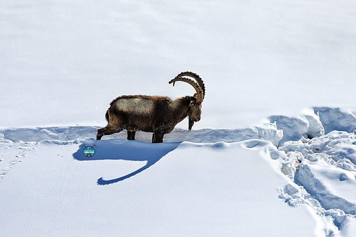 Snow Leopard Expedition Spiti Valley  image