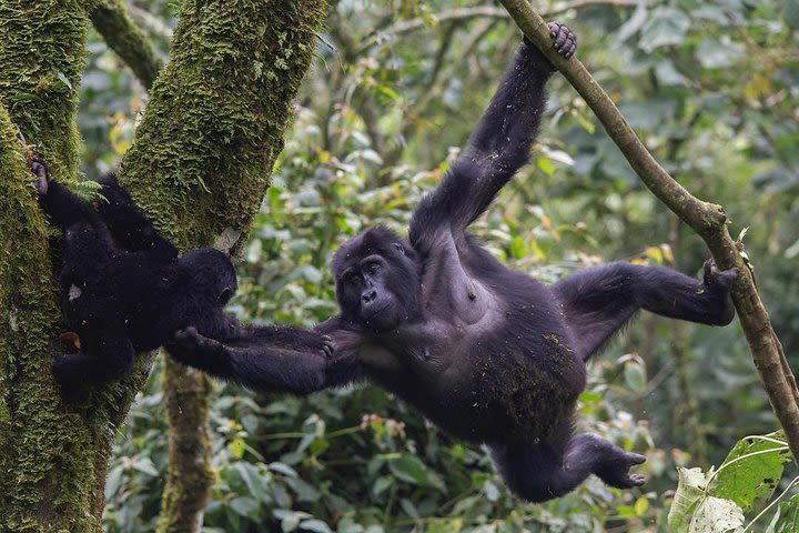 3 Day Gorilla Trekking Safari in Uganda - Budget Safari image