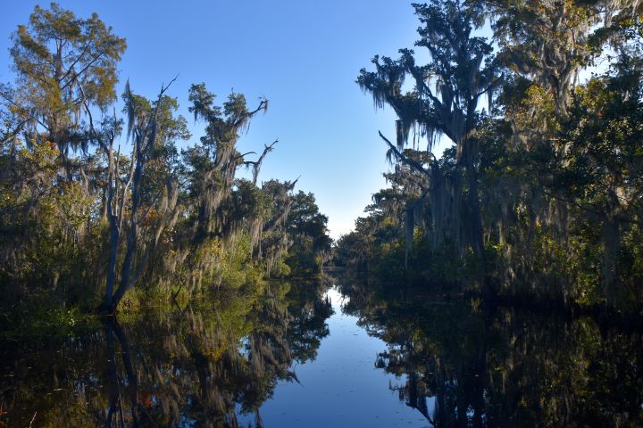 New Orleans Large Airboat Ride image