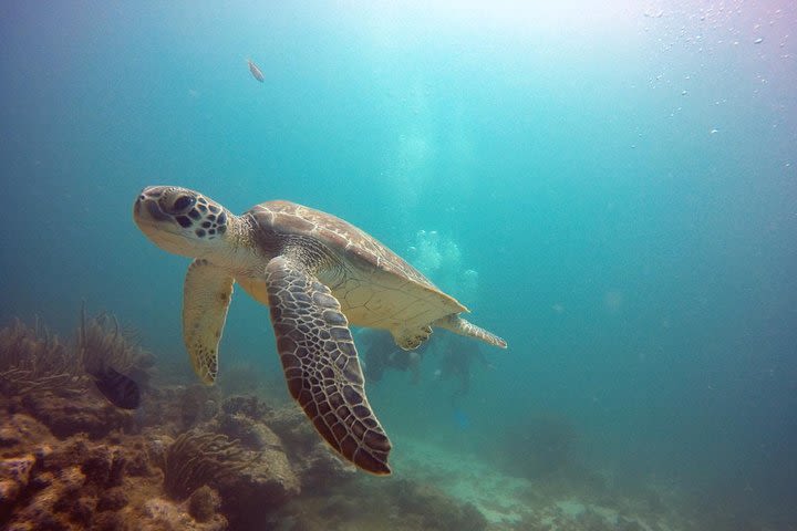 Aruba Certified Scuba Diving image