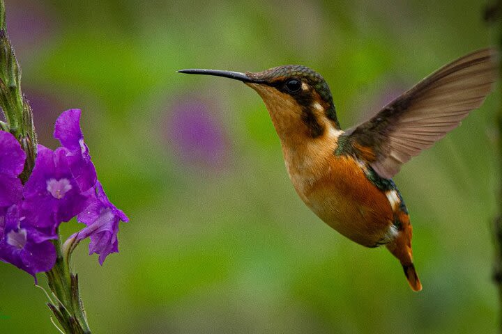 Birding and Nature Colombia Tours - Birdwatching day in Chingaza National Park image