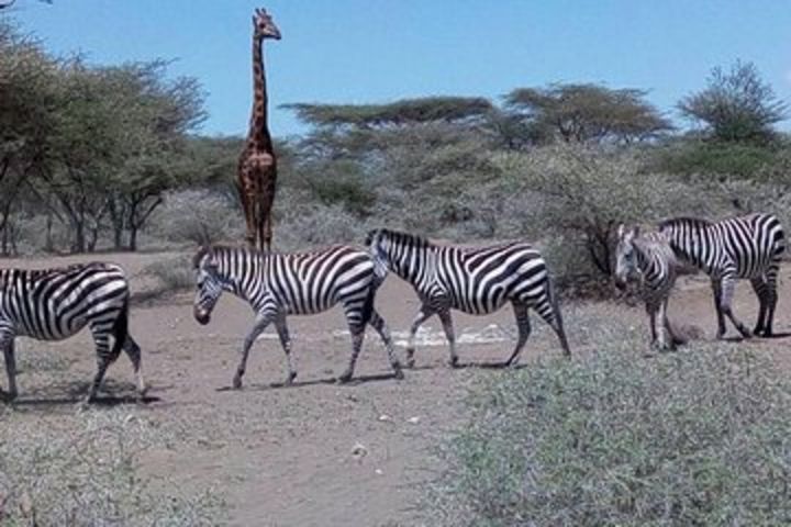 Amazing 2 days Tanzania Safari image
