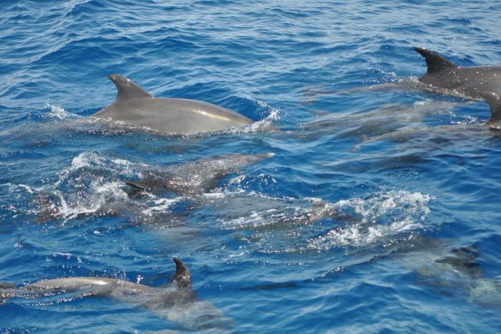 Red Sea Dolphin Adventure image