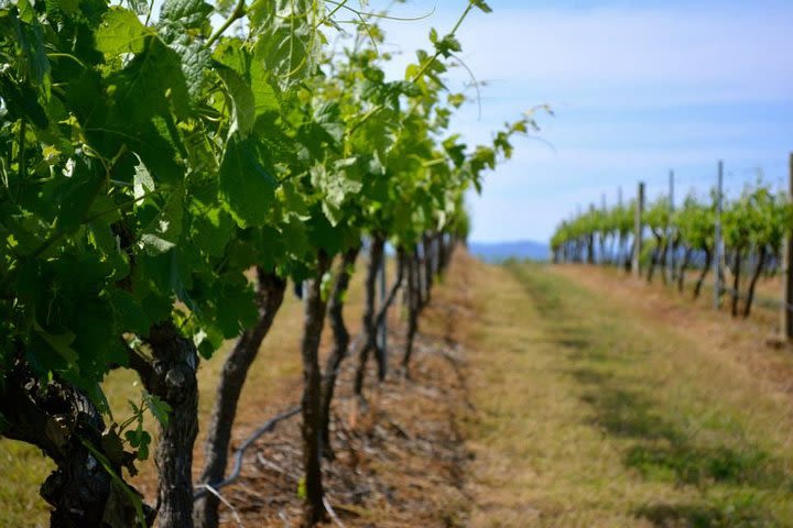 Hunter Valley Wine Tour ex Newcastle incl Lunch, Cheese, Chocolate & Distillery  image