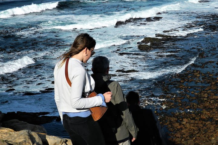 Chapman's Peak | Penguins | Cape Point image