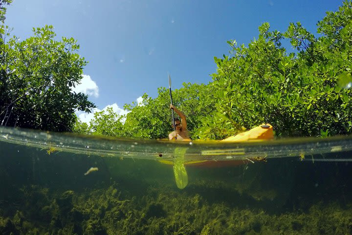 Magic Mangrove Paddle in Beef Island Lagoon image