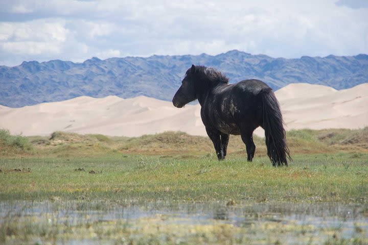 8 Days Tour: Gobi Desert And Kharkhorin image