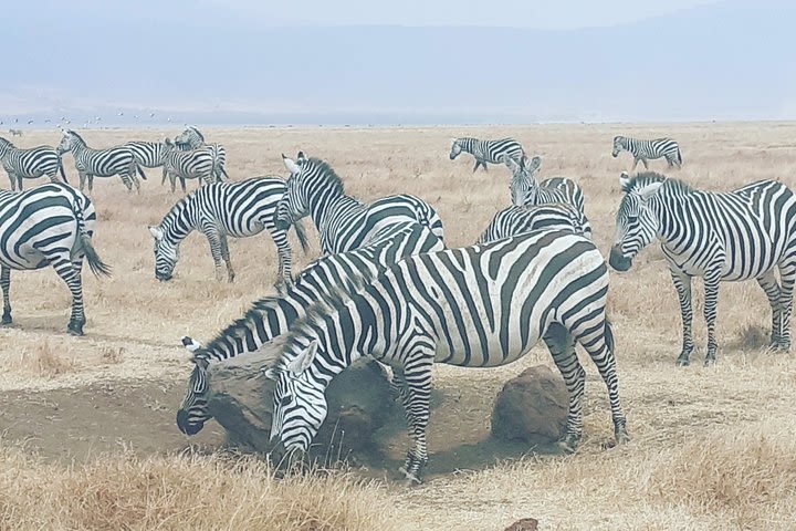 2 Days Ngorongoro & Tarangire fly from Zanzibar  image