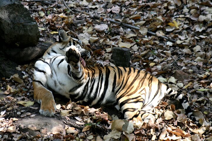 Tiger Photographic Safaris image