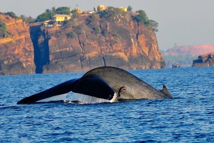 Whales and Dolphins Watching Tour Trincomalee image