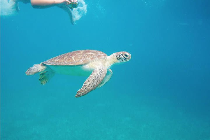 3 Island Adventure with stop at Tintamarre to swim with Turtles  image