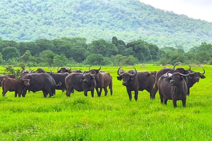 One Day Safari to Arusha park image