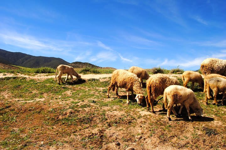 Valleys & Berber villages Atlas Mountains-sightseeing Day Trip With Camel Riding image