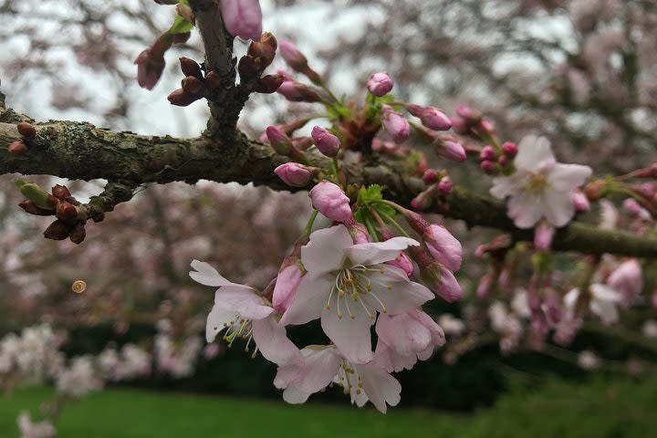 Private Tour to the Keukenhof or the Floriade 2022  image