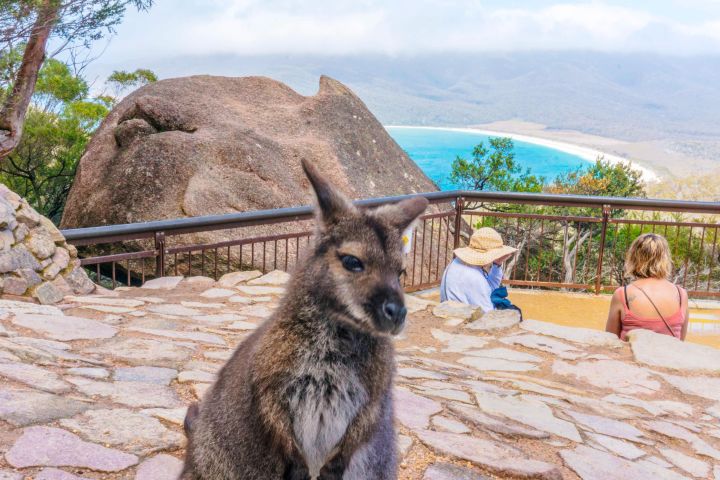 Wineglass Bay & Freycinet National Park Full-Day Tour image