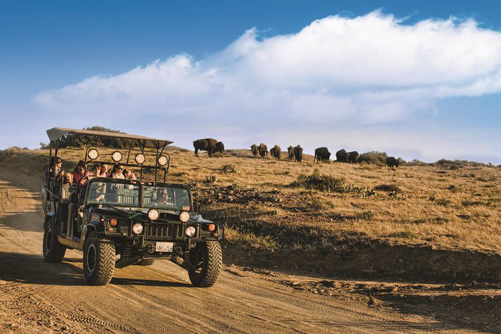 Catalina Island Bison Expedition image