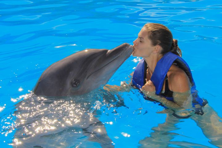 Dolphin Swim Experience in Cabo image