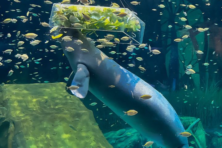 The National Aquarium Abu Dhabi - Clone image