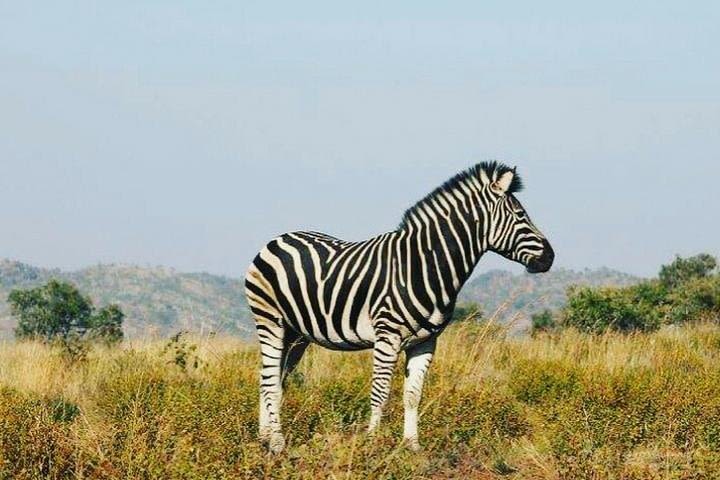 Pilanesberg National Game reserve image