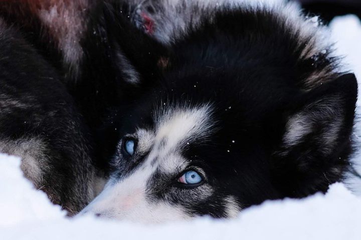 Lapland Husky Sled Safari from Tromso image