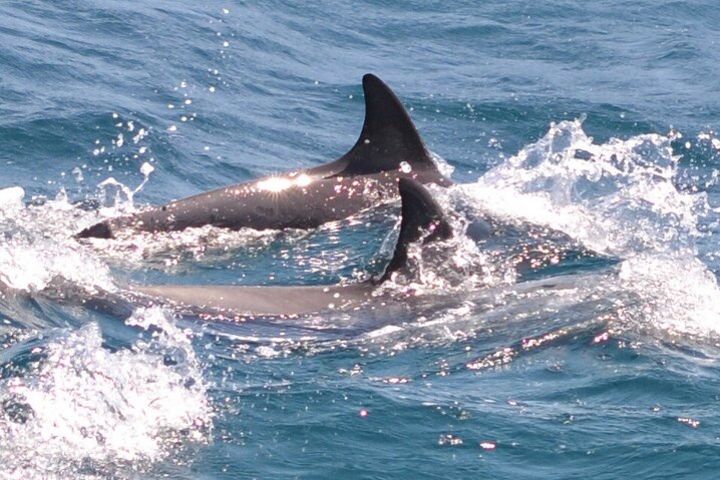 Full Day Dolphin House Snorkeling Sea Trip With Water Sport and Lunch - Hurghada image