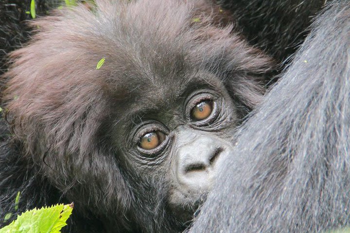 1-day Rwanda Gorilla Tour image