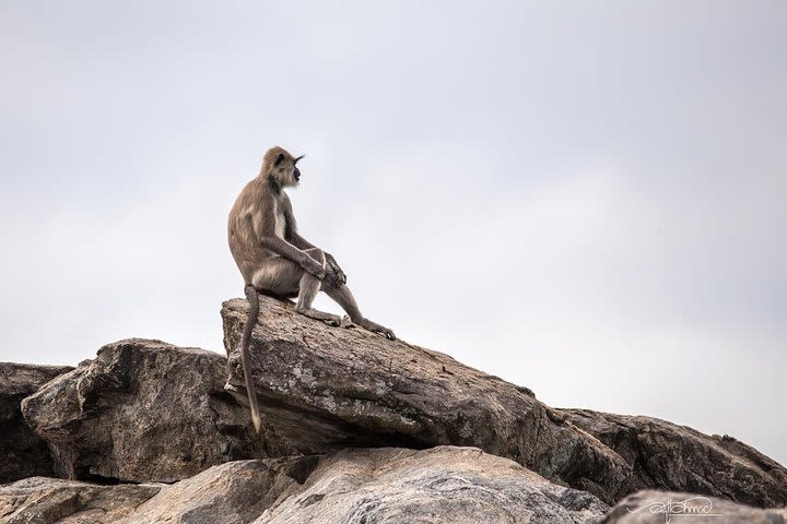 Special Half Day Yala Safari with Guide image