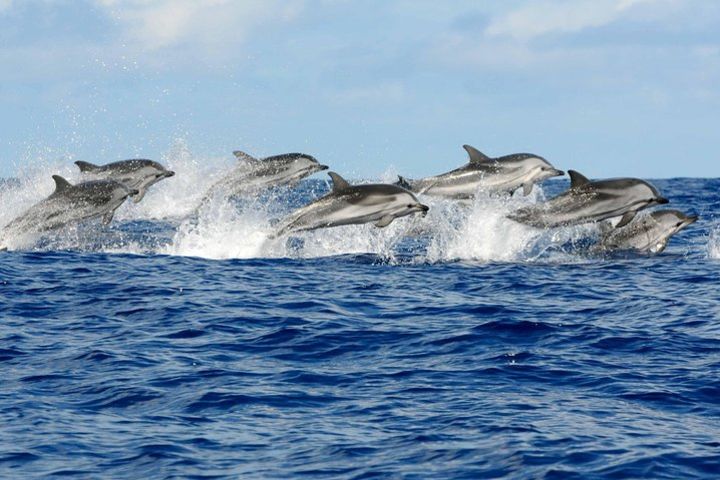 Dolphin Tour Swim With Dolphin and Jozany Forest With Transfer - Zanzibar image