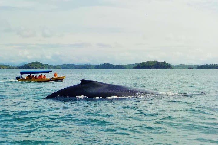 Whale Watching (July 15 to Oct.15) Island Tour in the Gulf of Chiriqui 3 minimum image