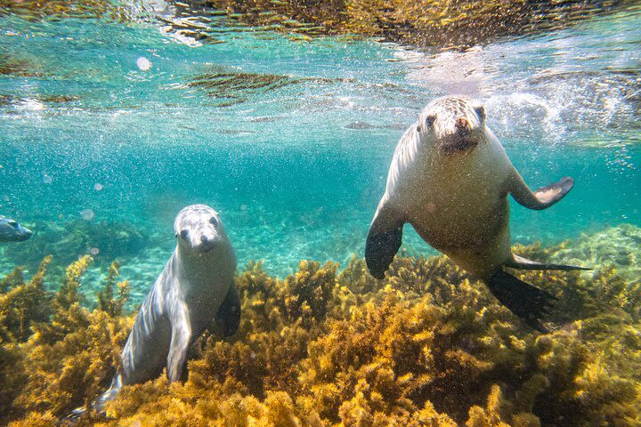 Half-Day Sea Lion Snorkeling Tour from Port Lincoln image