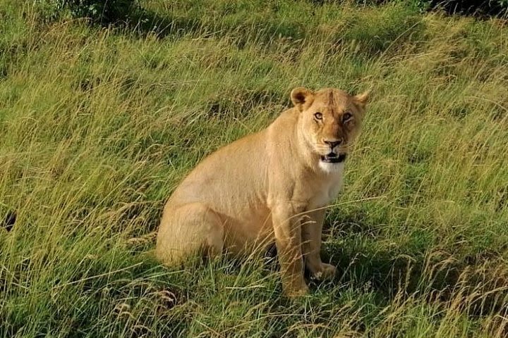 3 Days Masai Mara Safari Group Joining (daily Departures) image