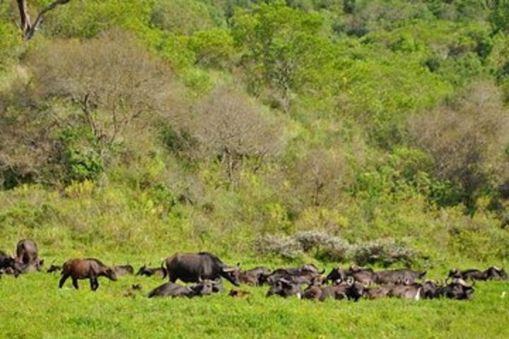 Arusha National Park Guided Day Tour from Arusha image
